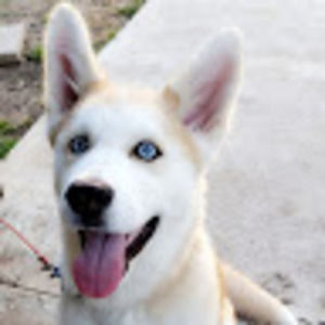 Meet your Posher, Jose